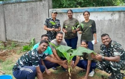 Tree Plantation